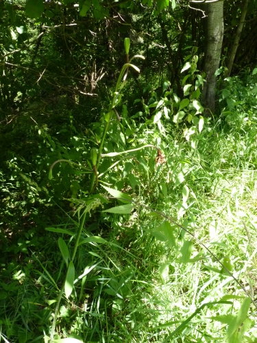 Liliaceae - lilie zlatohlávek (Lilium martagon), Český Chloumek, VII.