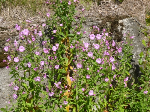 Onagraceae - vrbovka chlupatá (Epilobium hirsutum), Český Chloumek, VII.