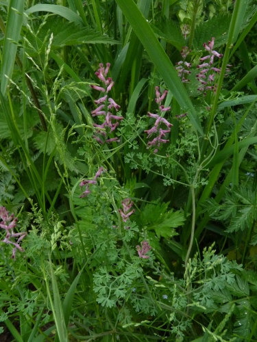 Papaveraceae - zemědým lékařský (Fumaria officinalis), Hajská VI.