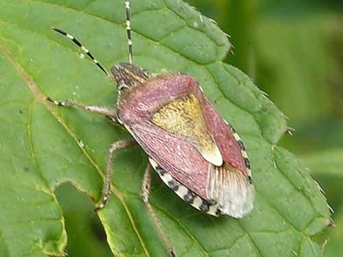 Hmyz (ploštice) - kněžice chlupatá (Dolycoris baccarum), J od Blatné, VIII.