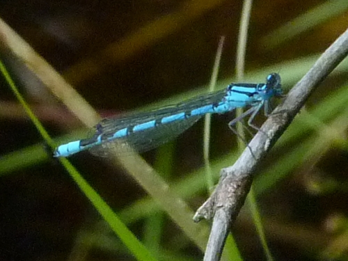 Hmyz (vážky) - šidélko páskované (Coenagrion puella) - sameček, Nový rybník u Bečova, VII.