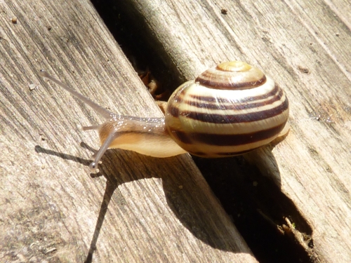 Měkkýši (plži) - páskovka keřová (Cepaea hortensis), Lhota, VIII.