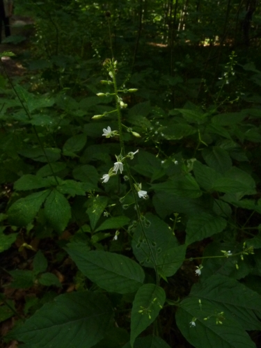 Onagraceae - čarovník obecný (Circaea lutetiana), Chudenice, VII.