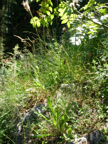 Plantaginaceae - jitrocel kopinatý (Plantago lanceolata), Rotava - Varhany, VII.