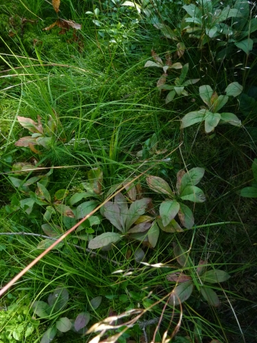 Primulaceae - sedmikvítek evropský (Trientalis europaea), Kladská, VIII.