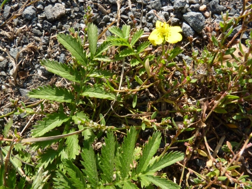 Rosaceae - mochna husí (Potentilla anserina), Loupensko, X.