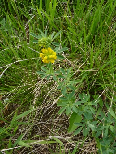 Fabaceae - tolice srpovitá (Melicago falcata), Přešťovice VI.