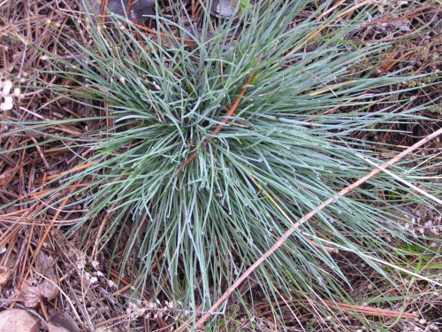 Poaceae - kostřava Walliská (Festuca valesiana),Otmíče, VIII.