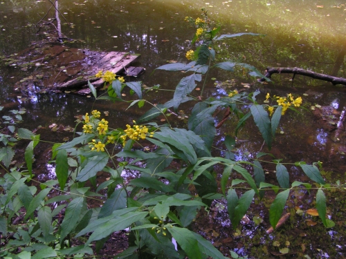 Primulaceae - vrbina obecná (Lysimachia vulgaris), Odlezly VII.