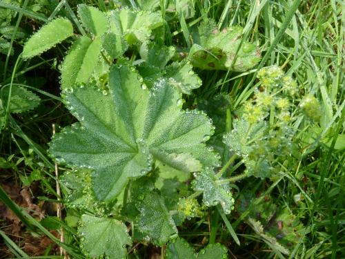 Rosaceae - kontryhel obecný (Alchemilla vulgaris), Zbiroh, VIII.