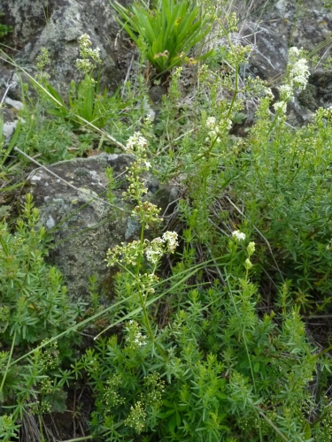 Rubiaceae - svízel povázka (Galium mollugo), Homolka VII.