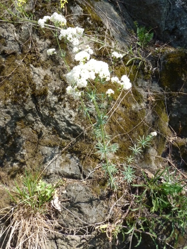 Rubiaceae - svízel sivý (Galium glaucum), Hlásná Třebáň V.