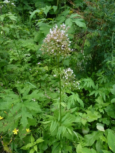 Valerianaceae - kozlík lékařský (Valeriana officinalis), údolí Teplé VII