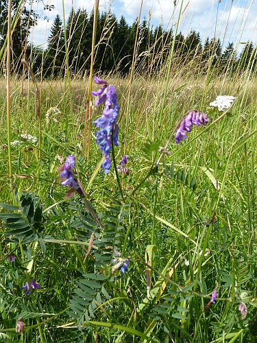 Fabaceae - vikev ptačí (Vicia cracca), Český Chloumek, VII.