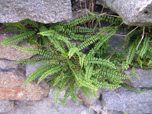 Aspleniaceae - sleziník červený (Asplenium viride), Blatná, VII.