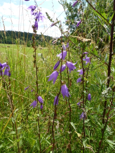 Campanulaceae - zvonek řepkovitý (Campanula rapunculoides), Český Chloumek, VII.