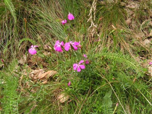 Caryophyllaceae - hvozdík kropenatý (Dianthus deltoides), Krty, VIII.