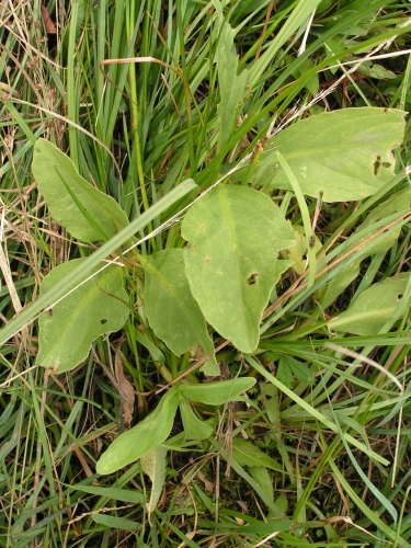 Menyanthaceae - vachta trojlistá (Menyanthes trifoliata), Bratronice, VII.