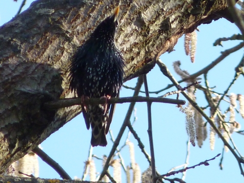 Ptáci (špačkovití) -špaček obecný (Sturnus vulgaris), Plzeň, III.