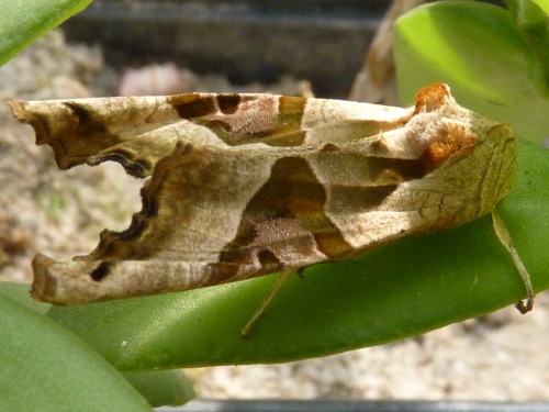 Hmyz (motýli) - blýskavka mramorovaná (Phlogophora meticulata), Plzeň - Lhota, IV.