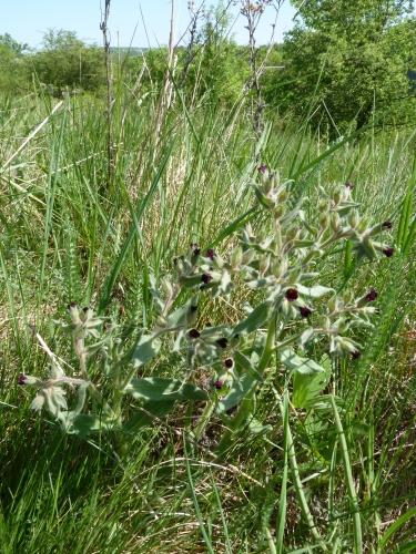 Boraginaceae - pipla osmahlá (Nonea pulla), Srbsko, V.