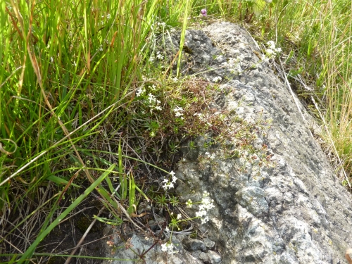 Rubiaceae - svízel sudetský (Galium sudeticum), Z od Bečova VIII.