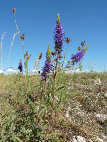 Scrophulariaceae - rozrazil klasnatý (Veronica spicata), Drásov, VII.