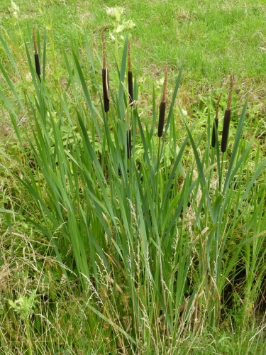 Typhaceae - orobinec širolistý (Typha latifolia), údolí Teplé VII.