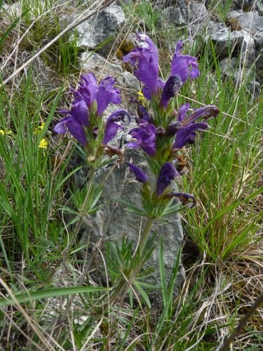 Lamiaceae - včelník rakouský (Dracocephalum austriacum), Srbsko, V.