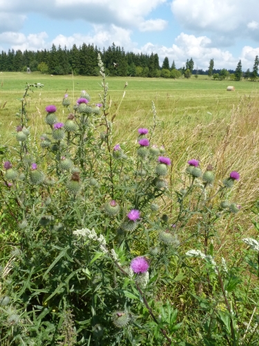 Asteraceae - pcháč obecný (Cirsium vulgare), Prameny, VIII.