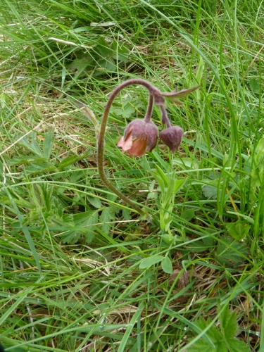 Rosaceae - kuklík potoční (Geum rivale), Prameny, V.