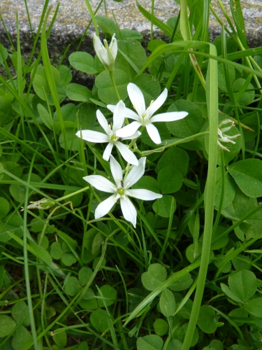 Hyacinthaceae - snědek okoličnatý (Ornithogalum umbellatum), Semín, V.