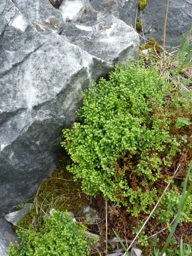 Aspleniaceae - sleziník routička (Asplenium ruta- muraria), Nerestce, VI.