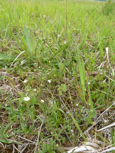 Linaceae - len počistivý (Linum catharticum), Nerestce, VI.