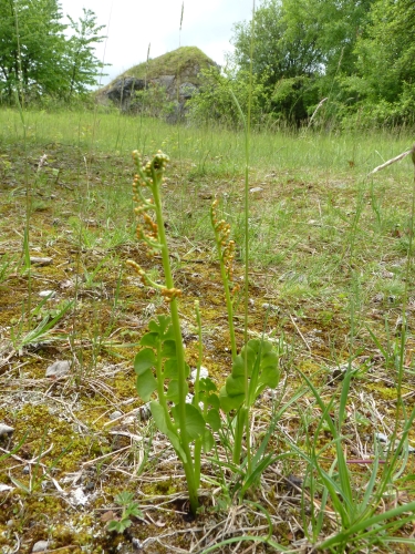 Ophioglossaceae - vratička měsíční (Botrychium lunaria), Nerestce, VI.