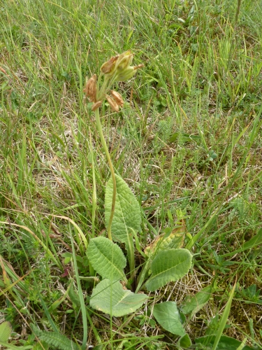 Primulaceae - prvosenka vyšší (Primula elatior), Nerestce, VI.