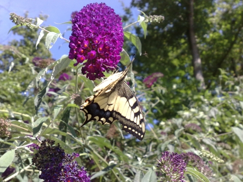 Hmyz (motýli) - otakárek fenyklový (Papilio machaon), Plzeň, VIII.