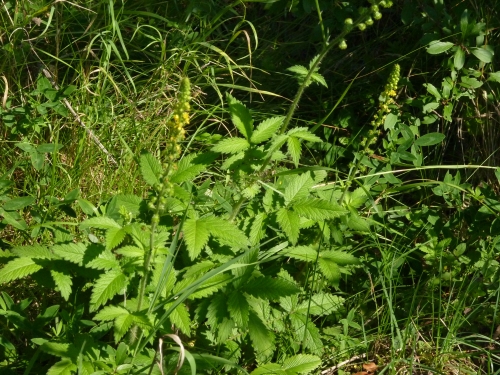 Rosaceae - řepík lékařský (Agrimonia eupatoria), Dolní Lukavice, VII.