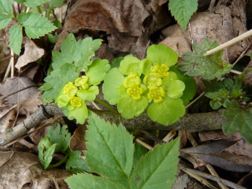 Saxifragaceae - mokrýš střídavolistý (Chrysosplenium alternifolium), údolí Střely v Plasích, IV.