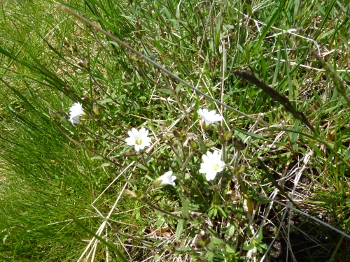 Stellariaceae - rožec kuřičkolistý ( Cerastium alsinifolium), Prameny, V.