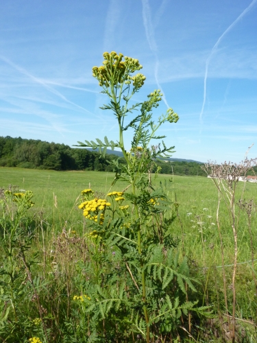 Asteraceae - vratič obecný (Tanacetum vulgare), Lázně Kynžvart, VII.