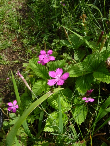 Caryophyllaceae - hvozdík kropenatý (Dianthus deltoides), Podhorní vrch, VII.