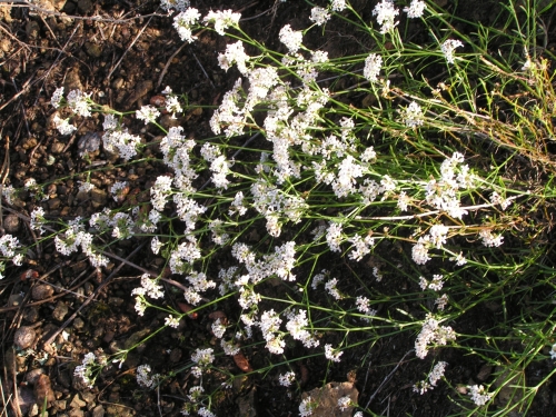 Rubiaceae -  mařinka sivá (Asperula cynanchica), Otmíče, VIII.