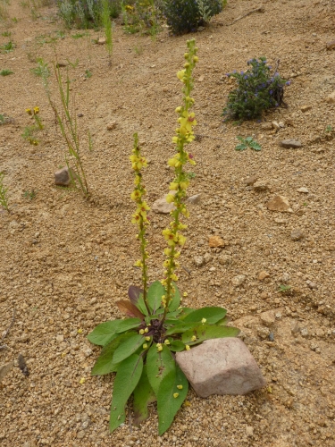 Scrophulariaceae - divizna černá (Verbascum nigrum), Nebílovy, VII.