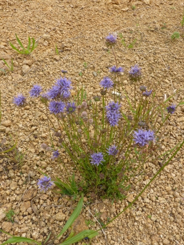 Campanulaceae - pavinec modrý (Jasione montana), Nebílovy, VII.