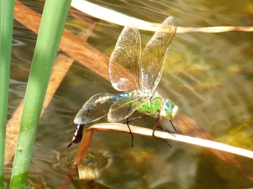 Hmyz (síťokřídlí) - šídlo královské (Anax imperator), Štramberk, VI.