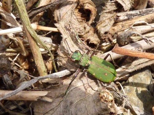 Hmyz (brouci) - svižník polní (Cicindela campestris), Plzeň, IV.