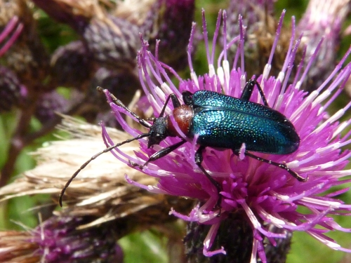 Hmyz (brouci) - tesařík červenoštítý (Dinoptera collaris), Podhora, VII.