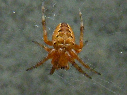 Členovci (pavoukovci) - křižák obecný (Araneus diademus), Židlochovice, VI.