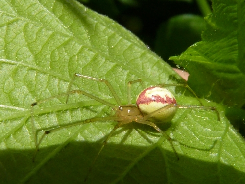 Členovci (pavoukovci) - snovačka oválná(Enoplognatha ovata), Srbsko, VI.